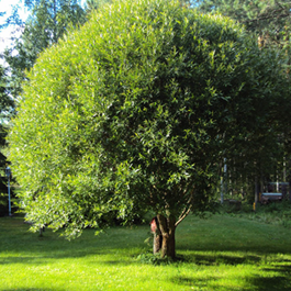    Salix fragolis  